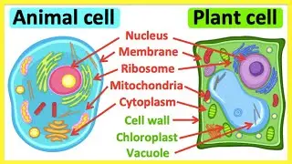 Animal cells vs plant cells | What's the difference? | Anatomy & function