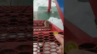 конфетка