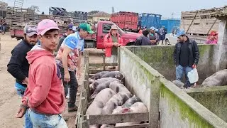 SUÍNOS DE LUXO EM CAPOEIRAS PE, ALÉM DE CAPRINOS E OVINOS  30-08-2024 #nordeste