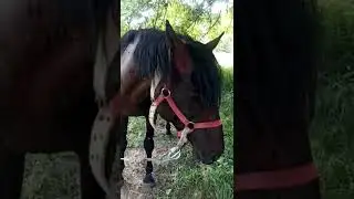 Кошка и жеребчик