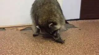 Еноша и рак