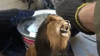 🦁Армированная шпаклевка -супер  крепости.