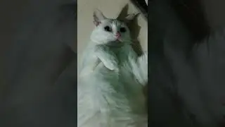 Милота зашкаливает! Моя кошка Асенька!