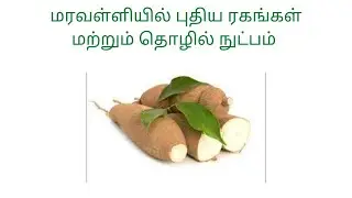 மரவள்ளியில் புதிய இரகங்கள் மற்றும் தொழில் நுட்பம்