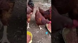 Bunga ng niyog ang inihalo ko sa patuka ng aking mga alagang manok.