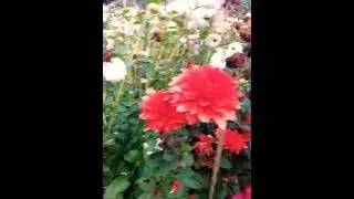 Спрятались за стеной георгин ...#подпишись #дача #образование #flowers