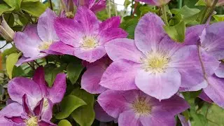 CLEMATIS CHANGE OF HART - FLOWERING, TENDER AND RESISTANT CLEMATIS