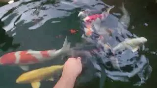 Ужин у карпов Кои