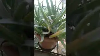 aloevera