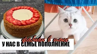 ВЛОГ | НОВЫЙ ЧЛЕН СЕМЬИ | РЕАКЦИЯ ВЗРОСЛОГО КОТА НА КОТЕНКА | ИСТОРИЯ ЗНАКОМСТВА