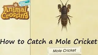 Animal Crossing: New Horizons - How to Catch a Mole Cricket (Noisy Bug)