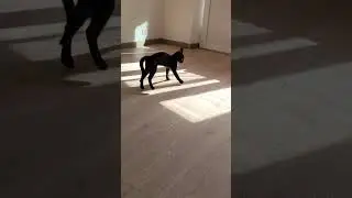 Это я - хорошая кошечка 