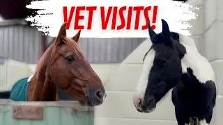 MORE VET VISITS 🏥 Snip & Lucy Updates