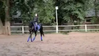 Бриз. Жеребец в аренду, ЦМИ