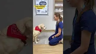 Команда 