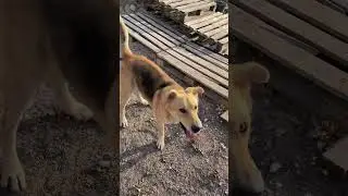 Dog ￼