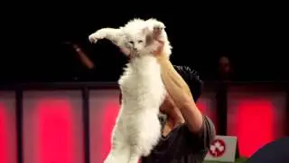 Battle Cats | Ep. 3 | Pt. 3