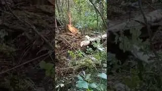 конец бедной жизни