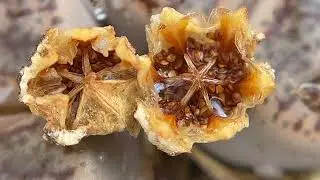 Lithops Seed Giveaway Winner Announcement! 🎉 3 Lucky Winners Selected with a Roulette!