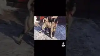 Kangal KITMİR
