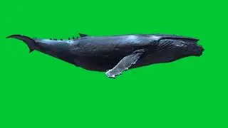 Blue Whale green screen video, Blue whale fish green screen | blue whale green hulk, blue whale