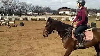 Лера на Леди Ап с высотой до 100-110 см.29.03.2019
