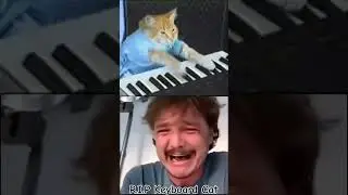 R.I.P Keyboard Cat 😭