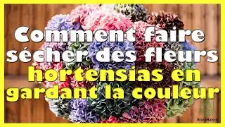 Comment faire sécher des fleurs hortensias en gardant la couleur
