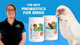 The Best Probiotics for Birds