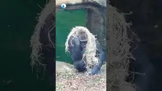 Chimpanzee | #chimpanzee #chimpu #chimplikicomedy #wildlife #indianwildlife #animal #shorts