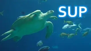 Fun at the Coast - Georgia Aquarium field trip!! - (Part 30)