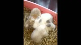 Karzełki Teddy z "Teddy Bunny"