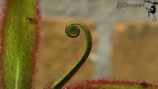 Drosera Adelae  leave growingTimelaps during 2 weeks