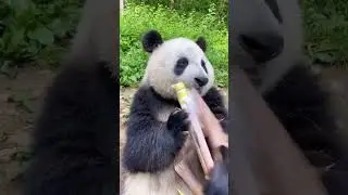 Панды кушают бамбук