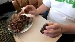 Как добыть семена ели