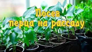 Посев сладкого перца на рассаду - ДОБАВЛЯЮ ЭТО В ЗЕМЛЮ и рассада растет КАК НА ДРОЖЖАХ