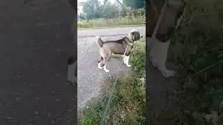 Зафар с Дачной-2