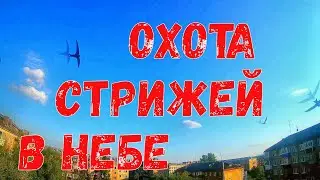 Стрижи в полете, вечерняя охота стрижей в небе