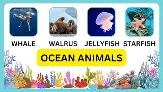Ocean Animals