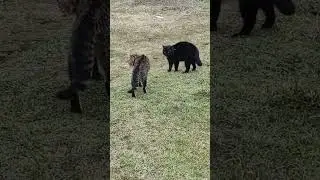 Драка котов