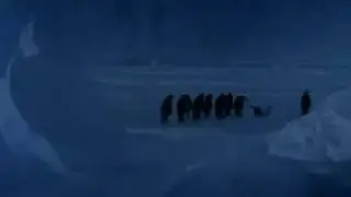 Cute penguin falls over and gets grumpy about it