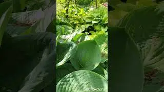 Гигантская хоста Миллениум Milleniun