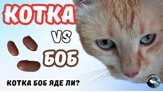 Котка яде боб? Томи vs Фасул #cat