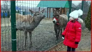 ПОЛИНА кормит ОЛЕНЯ И ОСЛИКА
