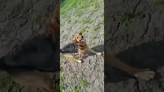 метис немецкой овчарки