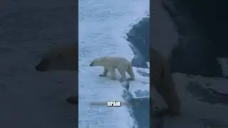 Эта дружба нарушила ЗАКОНЫ АРКТИКИ🐻‍❄️❄️😱