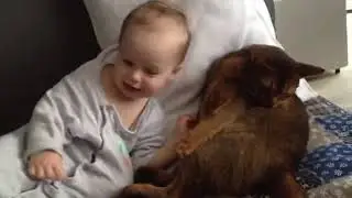 Самый терпеливый кот Оскар
