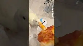 a duck stole my pizza