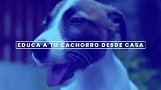 Cual es el secreto para educar a tu cachorro en casa 🏡