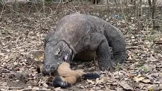 Komodo Dragon Swallow a New Born Goat ||| HD